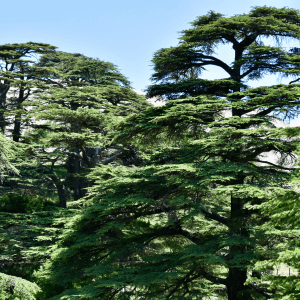 The Cedars of God Lebanon